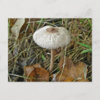 Elementos de coordenadas de hongos de Parasol blan