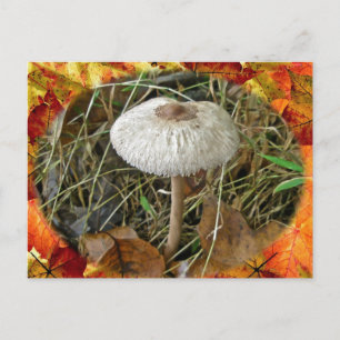 Postal Elementos de coordenadas de hongos de Parasol blan