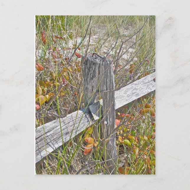 Postal Elementos de coordenadas de NJ de Ivy IBSP de cerc (Anverso)