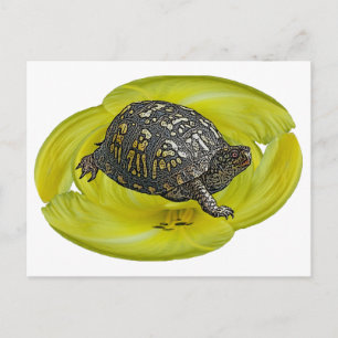 Postal Elementos de coordenadas de tortuga de caja orient