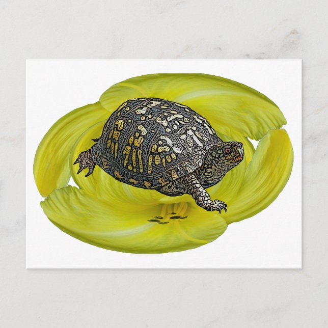 Postal Elementos de coordenadas de tortuga de caja orient (Anverso)