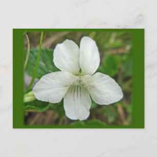 Postal Elementos de coordenadas de violeta salvaje blanco