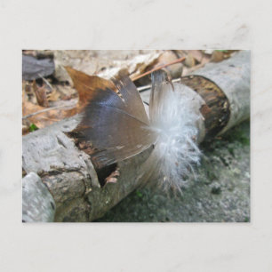 Postal Elementos de coordinación de plumas de buitre de T