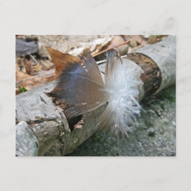 Postal Elementos de coordinación de plumas de buitre de T (Anverso)