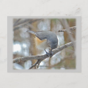 Postal Elementos de Titmouse (Baeolophus bicolor) con inc