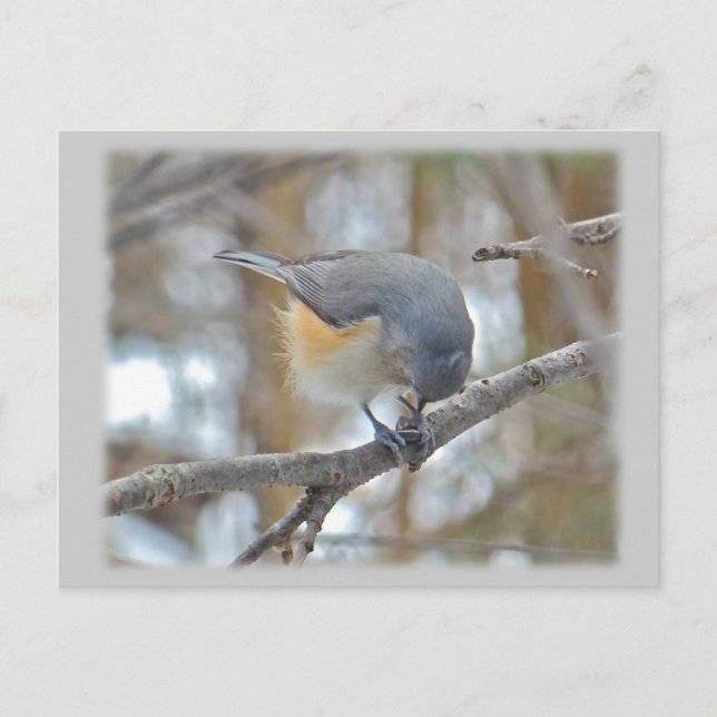 Postal Elementos de Titmouse (Baeolophus bicolor) con inc (Anverso)