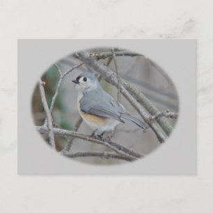 Postal Elementos de Titmouse (Baeolophus bicolor) con inc