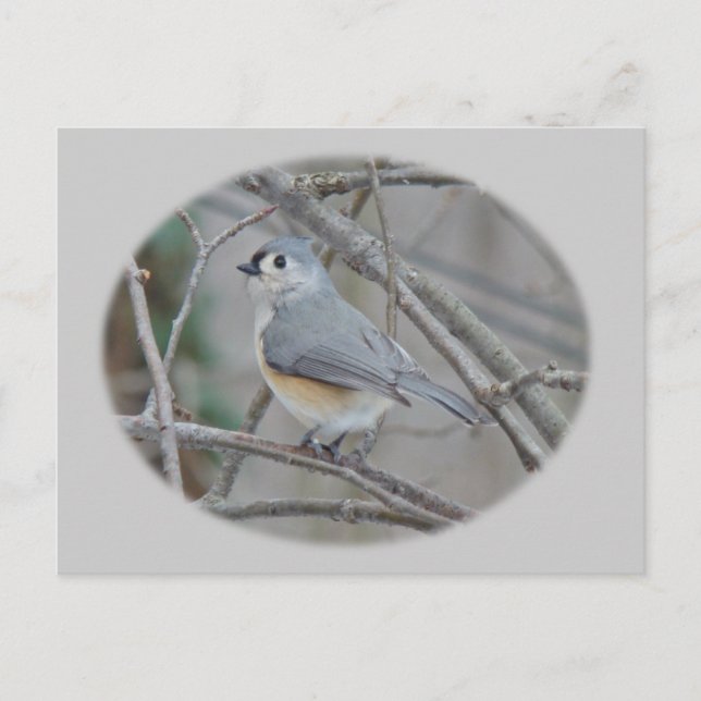 Postal Elementos de Titmouse (Baeolophus bicolor) con inc (Anverso)