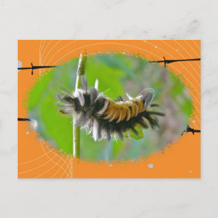 Postal Elementos Naranjas Milkweed Tussock Moth Caterpill