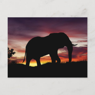 Postal Elephant Africa Safari Sunset Sceneration
