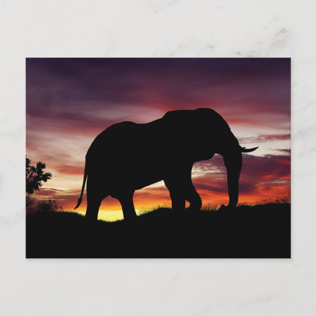Postal Elephant Africa Safari Sunset Sceneration (Anverso)