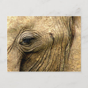 Postal Elephant Eye