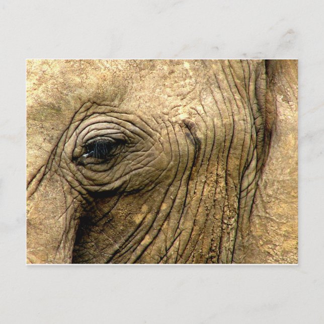Postal Elephant Eye (Anverso)