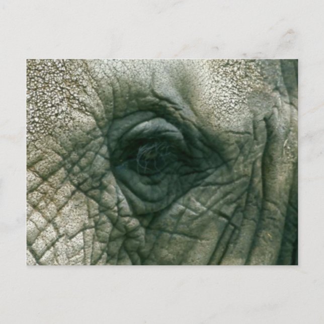 Postal Elephant Eye (Anverso)