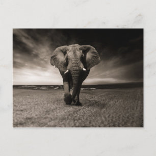 Postal Eléphant noir et blanc