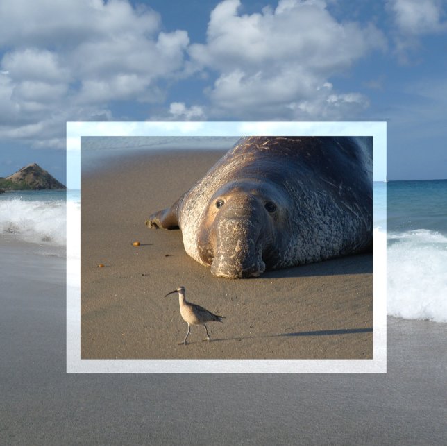 Postal Elephant Northern Seal Watts Bird Monterey Bay (Subido por el creador)