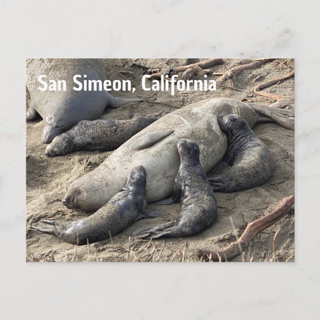 Postal Elephant Seals (Anverso)