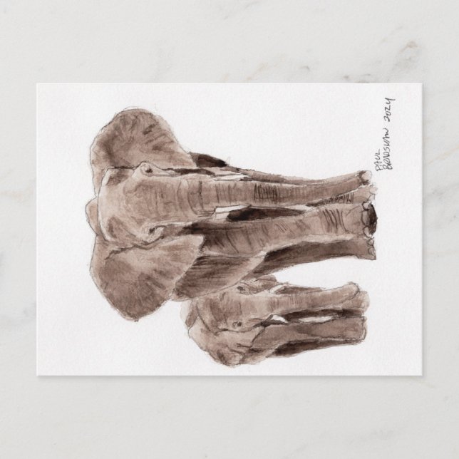 Postal elephants post card (Anverso)