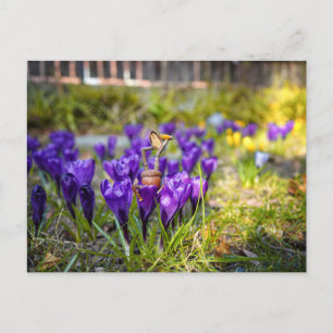 Postal Elf de maíz con poste de primavera de flor de croc
