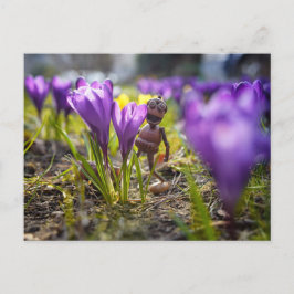Postal Elf de maíz con primavera de flor de crocus púrpur