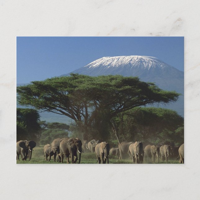 Postal Elfantes del monte Kilimanjaro (Anverso)