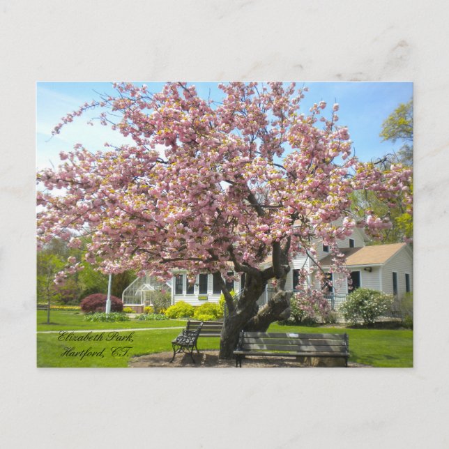 Postal Elizabeth Park, Hartford, CT Postcard (Anverso)