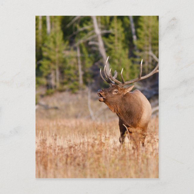 Postal Elk (Anverso)