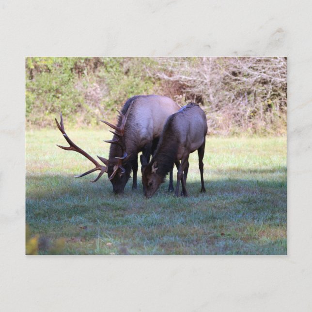 Postal Elk (Anverso)
