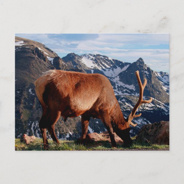 Postal Elk (Anverso)