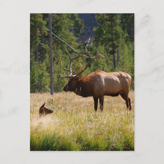 Postal Elk (Anverso)