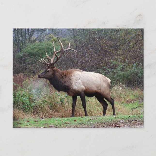 Postal Elk (Anverso)