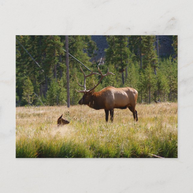 Postal Elk (Anverso)