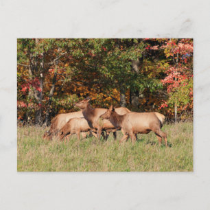 Postal Elk