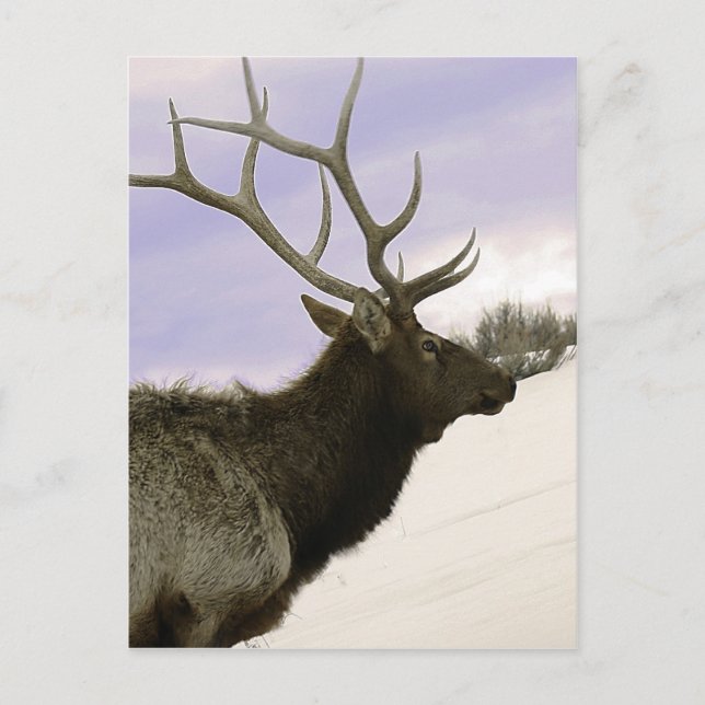Postal Elk (Anverso)