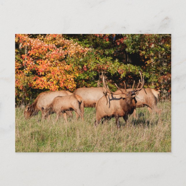 Postal Elk (Anverso)