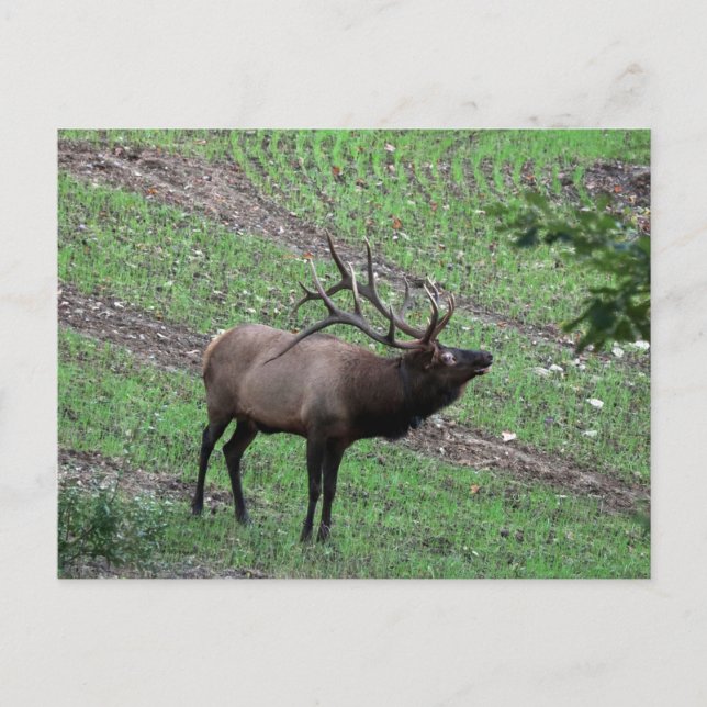 Postal Elk (Anverso)