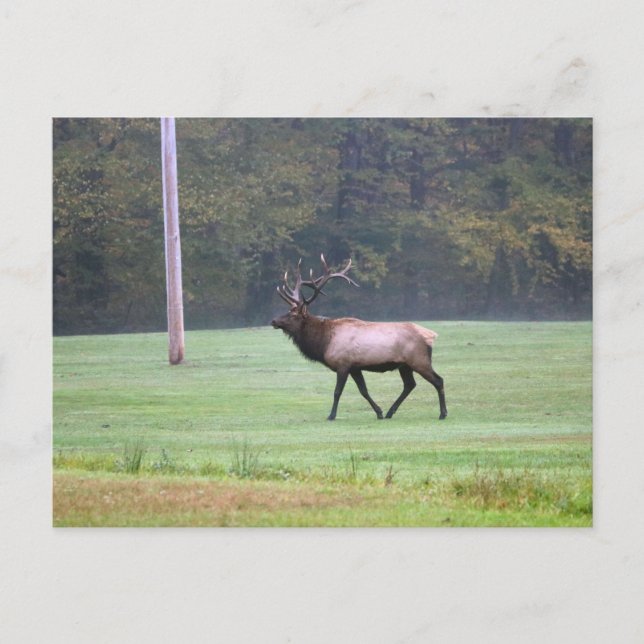Postal Elk (Anverso)