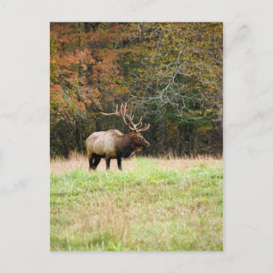 Postal Elk