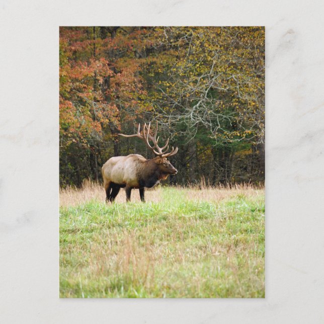 Postal Elk (Anverso)