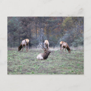 Postal Elk