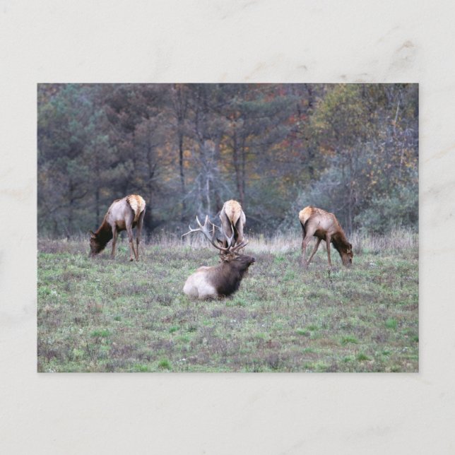 Postal Elk (Anverso)