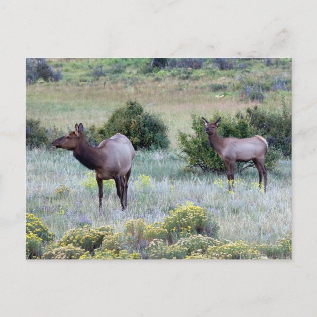 Postal Elk americano | Colorado (Anverso)