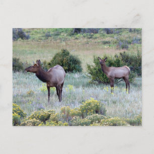 Postal Elk americano   Colorado