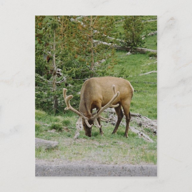 Postal Elk Con Antlers De Terciopelo (Anverso)