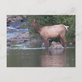 Postal Elk Cow cruzando el río temprano en la mañana.