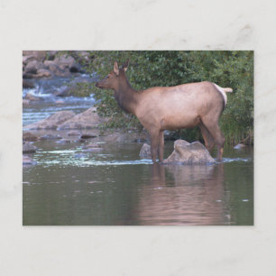 Postal Elk Cow cruzando el río temprano en la mañana.