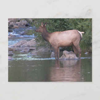 Postal Elk Cow cruzando el río temprano en la mañana.