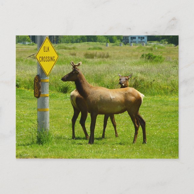 Postal Elk Crossing California Wildlife Photography (Anverso)