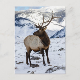 Postal Elk de toro solitario en la nieve Parque naciona