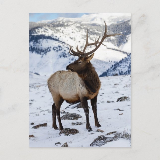 Postal Elk de toro solitario en la nieve | Parque naciona (Anverso)